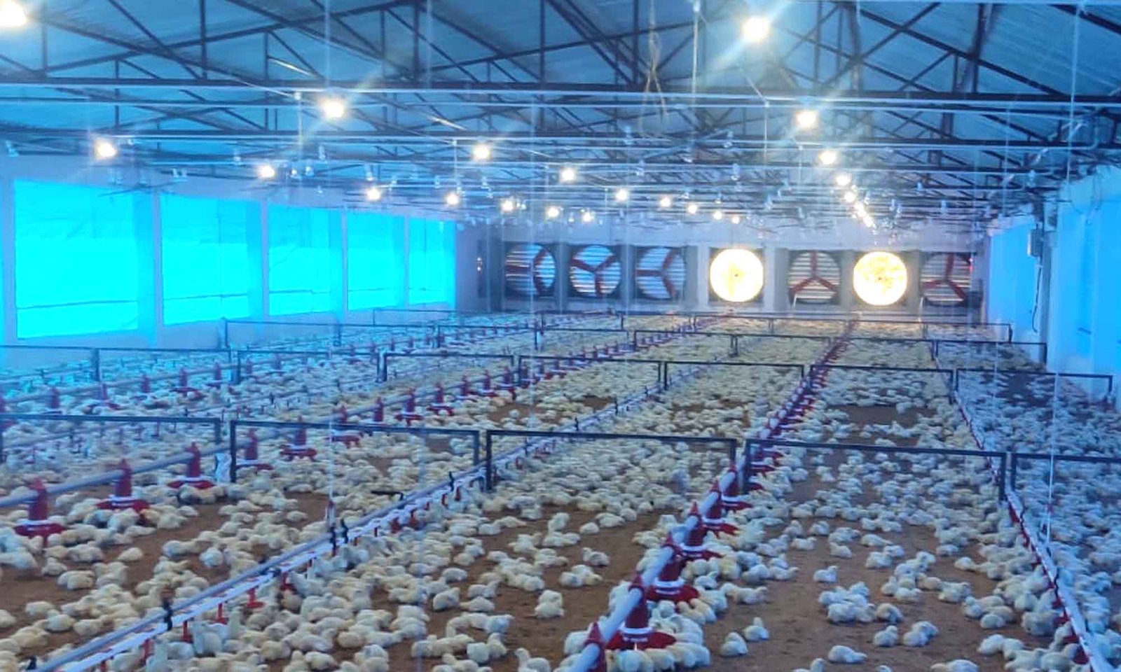 Disease Prevention and Management Strategies in Poultry Farms