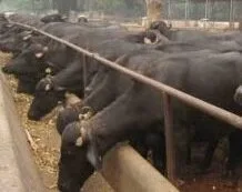 murrah buffalo project