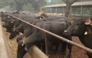 mURRAH BUFFALO PROJECT
