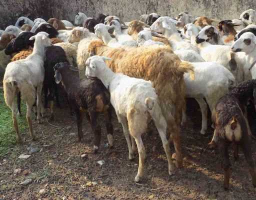 SHEEP FARM PROJECT REPORT