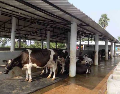 Small dairy shop farm design