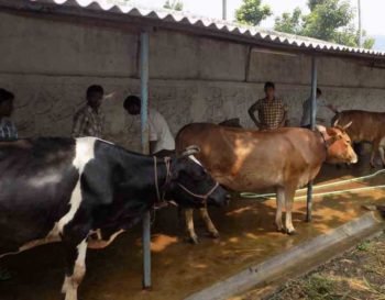 cost of setting up a dairy farm in india