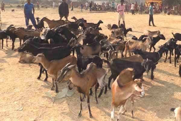 Sheep/ Goat Farming: Govt is Providing up to Rs.8 Lakh Subsidy to