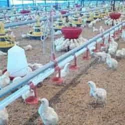 Broiler farming